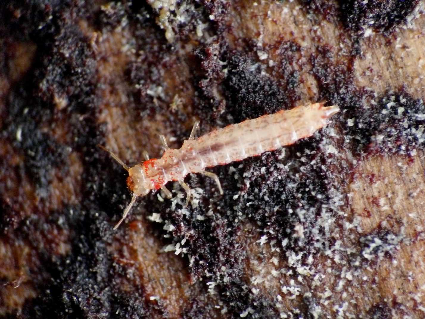 Larva di Uleiota planata (Silvanidae)